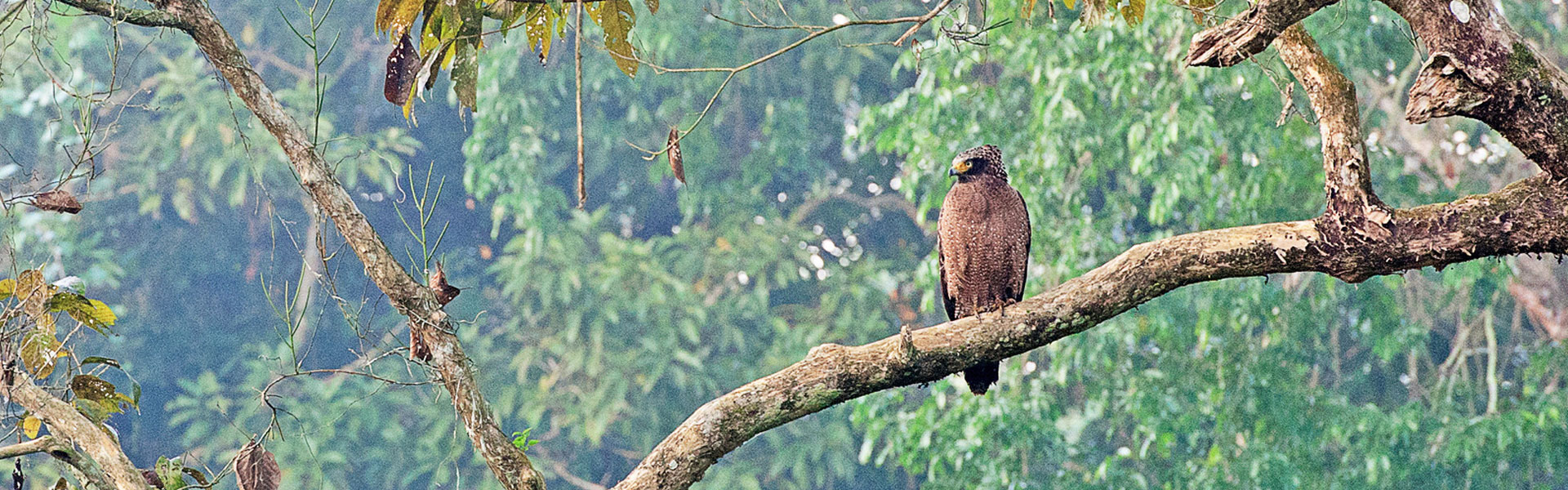 Gorumara Jungle Escape