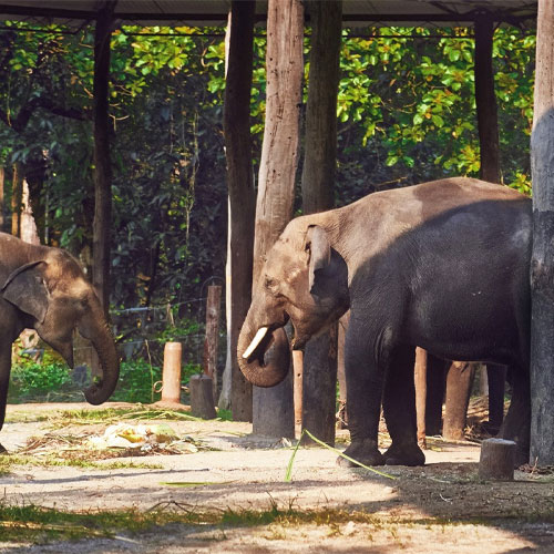 Gorumara National Park